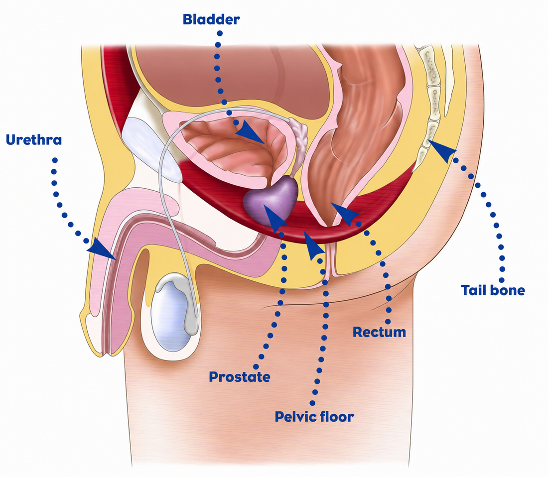 Diagram of the male pelvic floor muscles targeted by kegel exercises for men