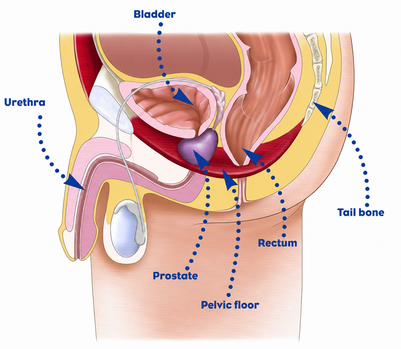 Diagram of the male pelvic floor muscles targeted by kegel exercises for men