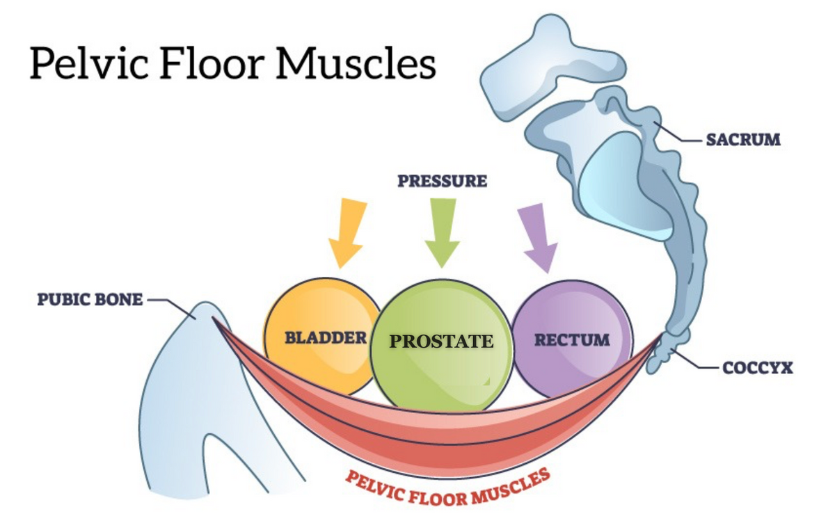 male pelvic floor anatomy diagram